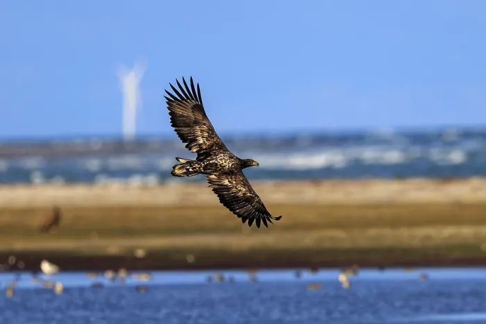 Framed Print : A large eagle flies along the coast near a wind turbine Framed Print : A large eagle flies along the coast near a wind turbine