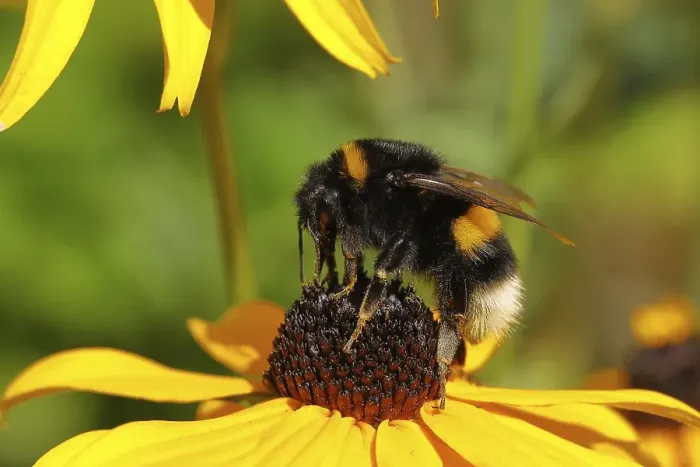 Framed Print : Large earth bumblebee (Bombus terrestris)