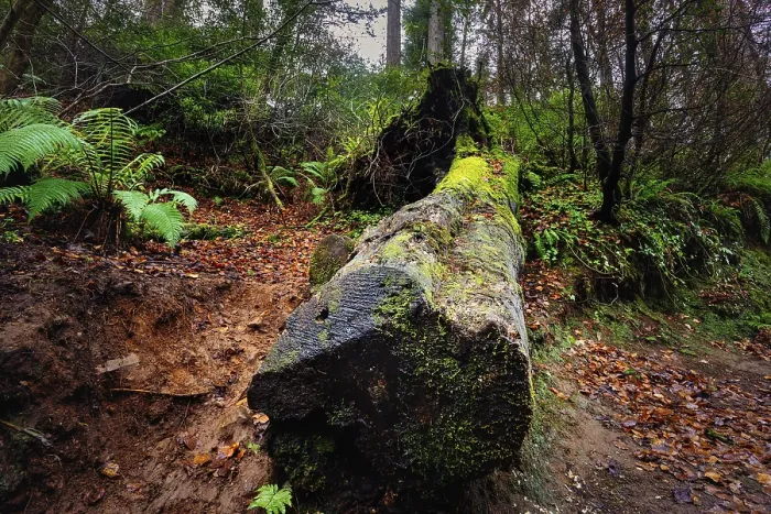 Framed Print : Large fallen tree trunk covered in green moss and surrounded by ferns