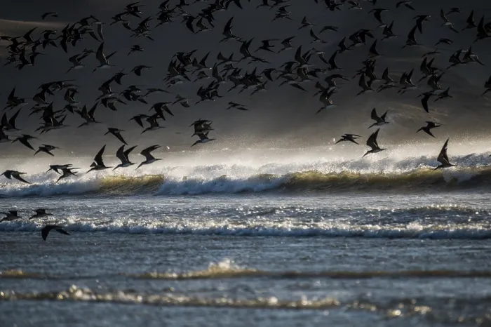 Framed Print : Large flock of American black skimmers (Rynchops niger) flying low over the waves off the Pacific coast
