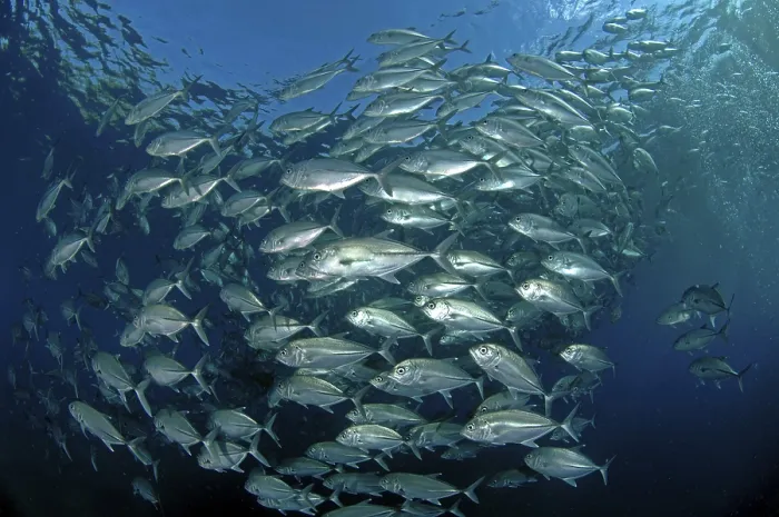 Framed Print : Large flock of bigeye mackerel (Caranx sexfasciatus)