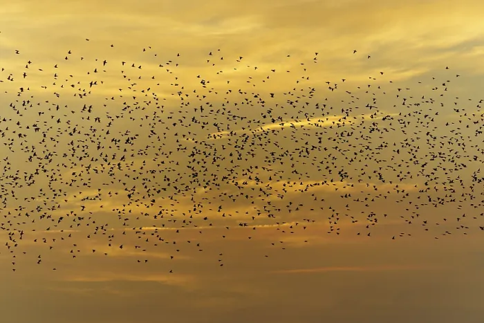 Framed Print : A large flock of birds flying in front of an orange sky at sunset