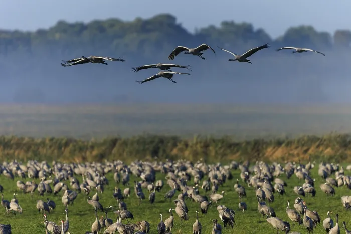Framed Print : Large flock of cranes in a meadow Framed Print : Large flock of cranes in a meadow
