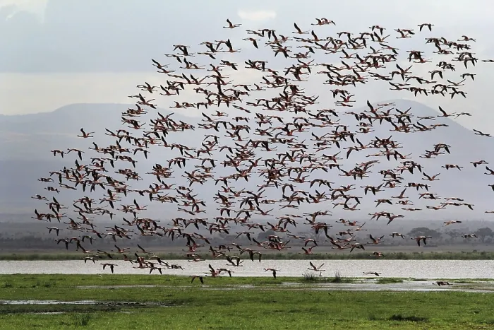 Framed Print : A large flock of flamingos in the Amboseli National Park Framed Print : A large flock of flamingos in the Amboseli National Park