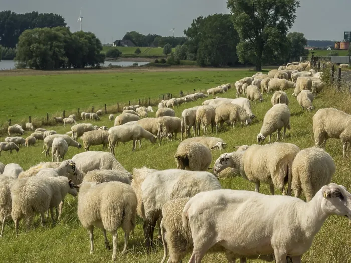 Framed Print : A large flock of sheep grazes on a green pasture on the rural riverbank