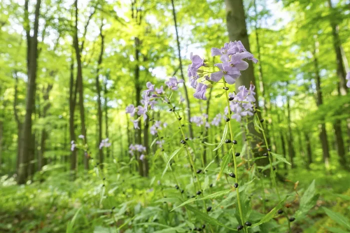 Framed Print : Large-flowered bittercress (Cardamine bulbifera) Framed Print : Large-flowered bittercress (Cardamine bulbifera)