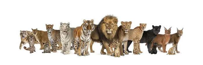Framed Print : Large group of many adult wild cats and they cub together in a row