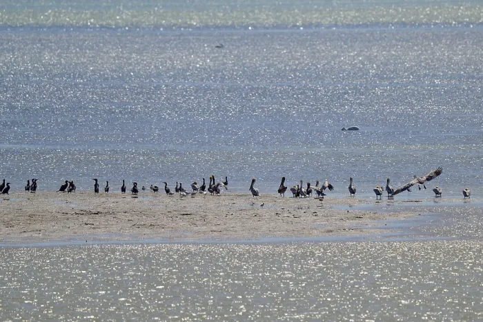 Framed Print : A large group of birds gather on a sandbank in the water