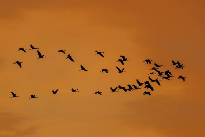 Framed Print : Large group of birds in silhouette against an orange sky
