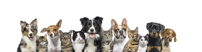 Framed Print : Large group of cats and dogs looking at the camera on blue background