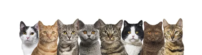 Framed Print : Large group of cats together in a row looking at the camera isolated on white Framed Print : Large group of cats together in a row looking at the camera isolated on white