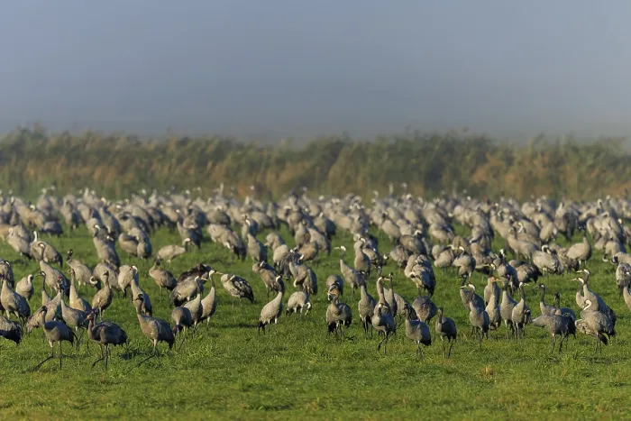 Framed Print : Large group of cranes standing on a foggy meadow