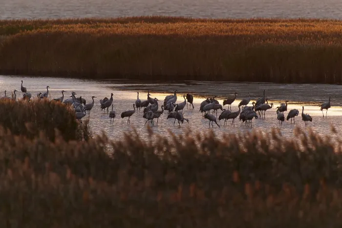 Framed Print : Large group of cranes on the water at sunset Framed Print : Large group of cranes on the water at sunset