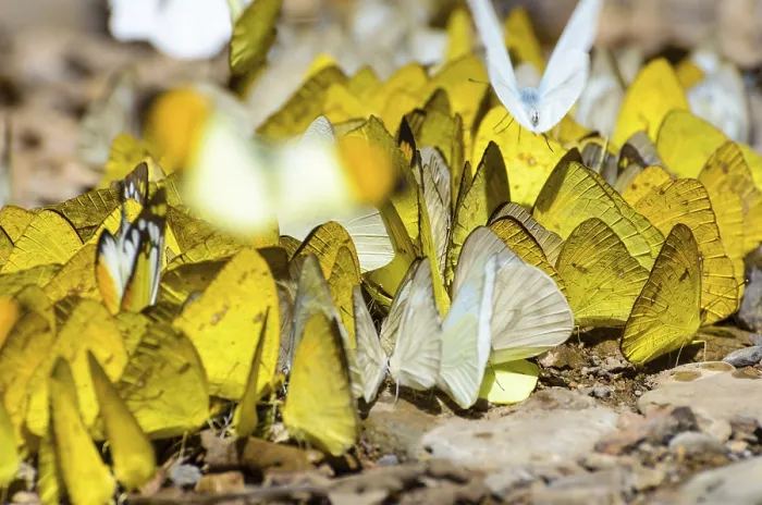 Framed Print : Large group of Grass Yellow or Eurema Hecabe butterfly and several species feeding on the ground Framed Print : Large group of Grass Yellow or Eurema Hecabe butterfly and several species feeding on the ground