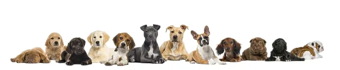 Framed Print : Large group of puppies dogs, in a row lying down and facing at the camera