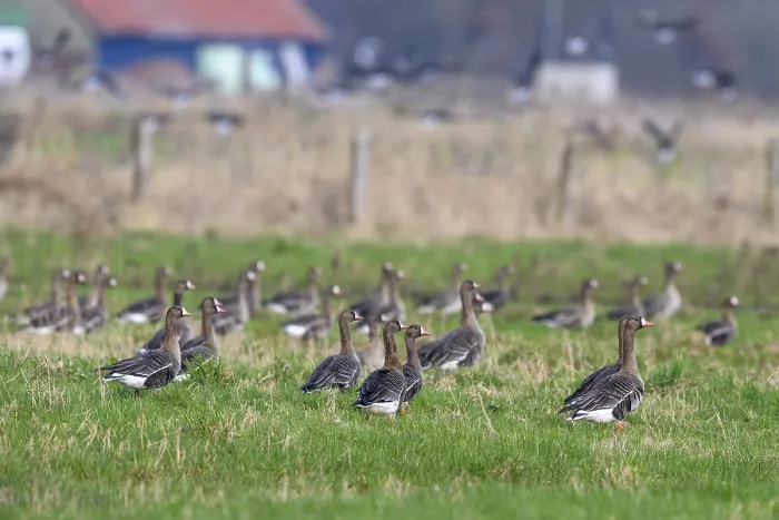 Framed Print : Large group of white-fronted geese (Anser albifrons) in a meadow with a cloudy sky in the background