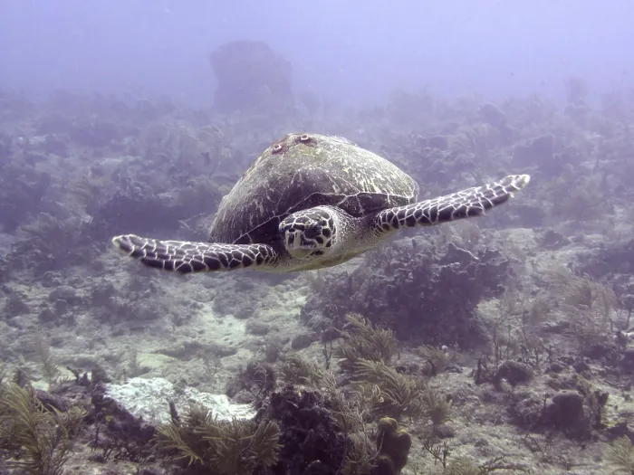 Framed Print : A large Hawksbill sea turtle (Eretmochelys imbricata imbricata) swims through the underwater world of a reef