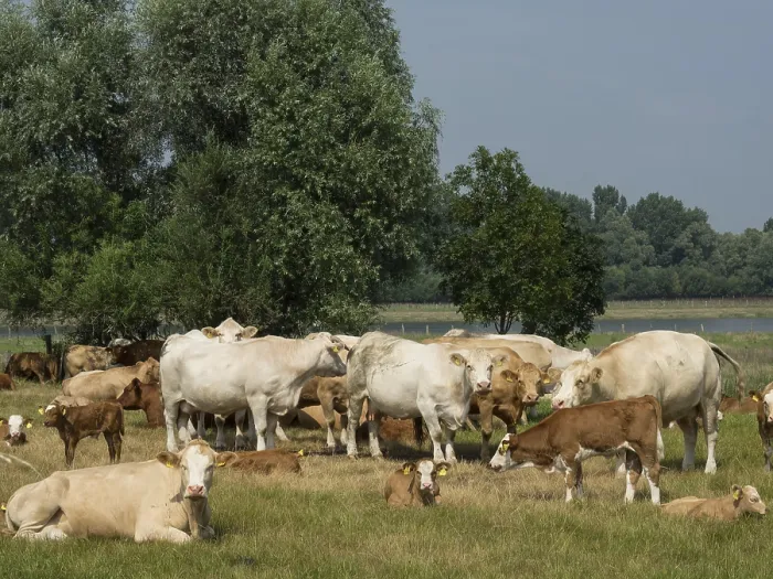 Framed Print : A large herd of cows grazes on a wide pasture area flanked by large trees
