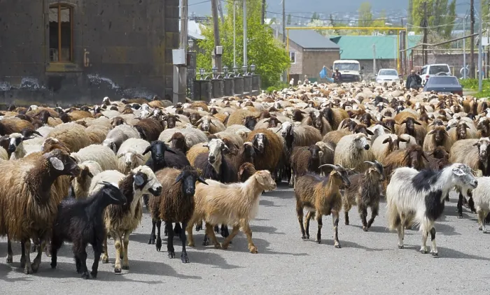 Framed Print : Large herd of goats and sheep wandering through a village on a road with some people and cars in the background Framed Print : Large herd of goats and sheep wandering through a village on a road with some people and cars in the background