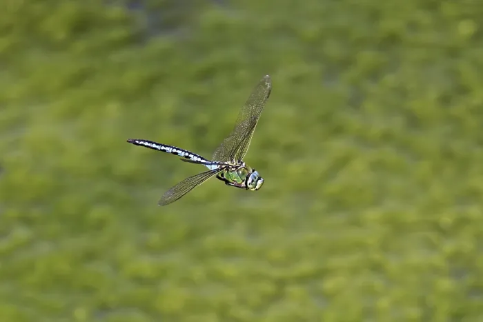 Framed Print : Large king dragonfly (Anax imperator) Framed Print : Large king dragonfly (Anax imperator)