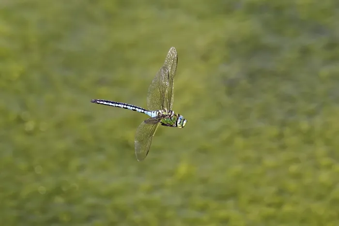 Framed Print : Large king dragonfly (Anax imperator)