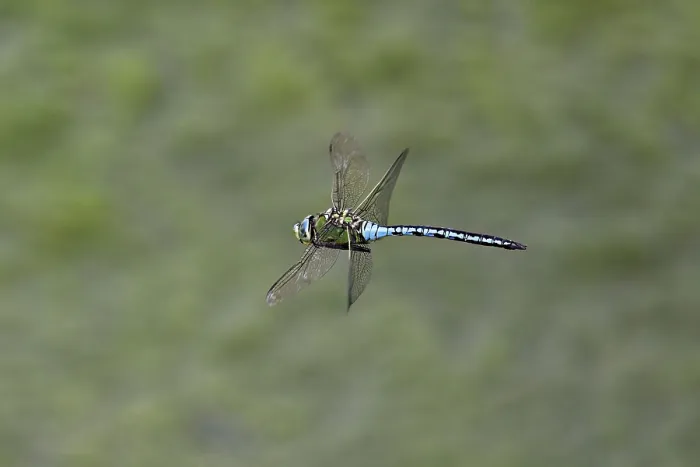 Framed Print : Large king dragonfly (Anax imperator) Framed Print : Large king dragonfly (Anax imperator)