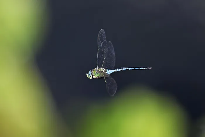 Framed Print : Large king dragonfly (Anax imperator)