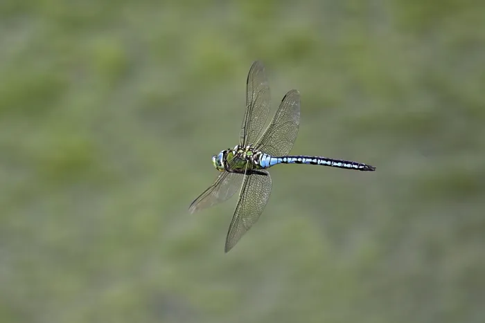 Framed Print : Large king dragonfly (Anax imperator) Framed Print : Large king dragonfly (Anax imperator)