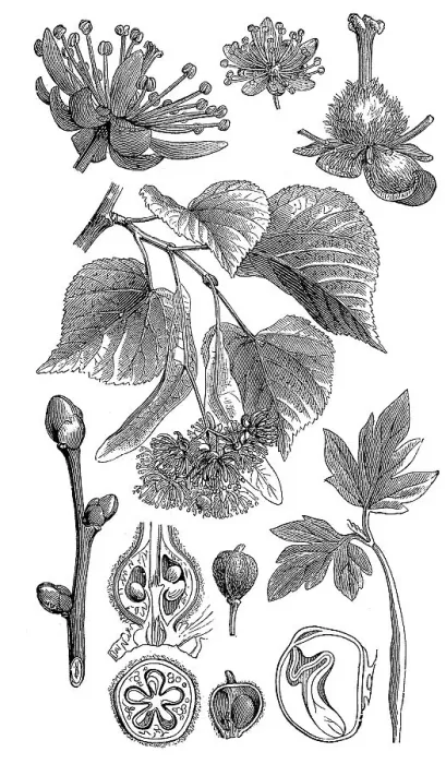 Framed Print : Large-leaved lime, occasionally little-leaved lime (Tilia cordata) or large-leaved lime