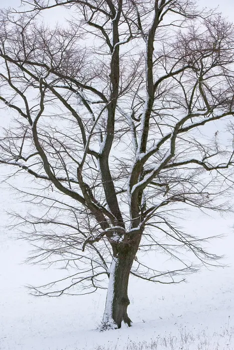Framed Print : Large-leaved linden (Tilia platyphyllos) in the snow Framed Print : Large-leaved linden (Tilia platyphyllos) in the snow