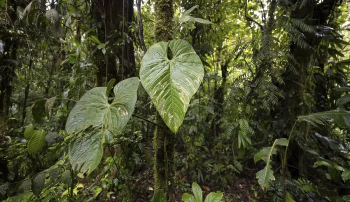 Framed Print : Large leaves in the dense rainforest Framed Print : Large leaves in the dense rainforest