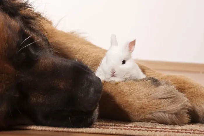 Framed Print : Large Leonberger dog and a young dwarf rabbit