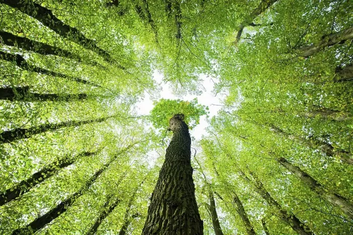 Framed Print : Large Linden trees (Tilia) and Oaks (Quercus) are striving towards the light Framed Print : Large Linden trees (Tilia) and Oaks (Quercus) are striving towards the light