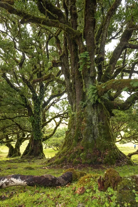 Framed Print : Large, majestic laurel tree with moss and ferns on its twisted branches