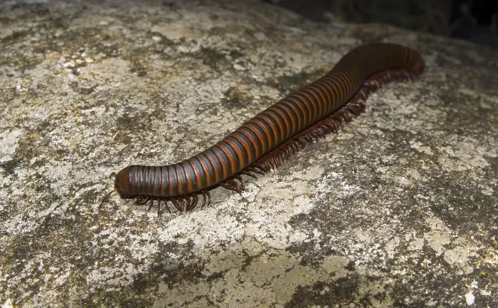 Framed Print : Large millipede (Diplopoda) in rainforest Framed Print : Large millipede (Diplopoda) in rainforest