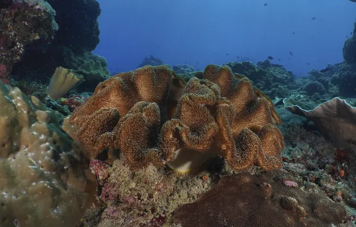 Framed Print : Large mushroom leather coral (Sarcophyton glaucum) on a tropical seabed