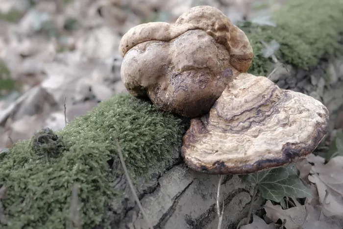 Framed Print : Large mushrooms on a moss-covered log