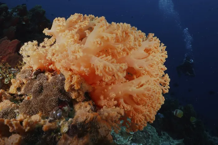 Framed Print : Large orange soft coral under water with deep background Framed Print : Large orange soft coral under water with deep background