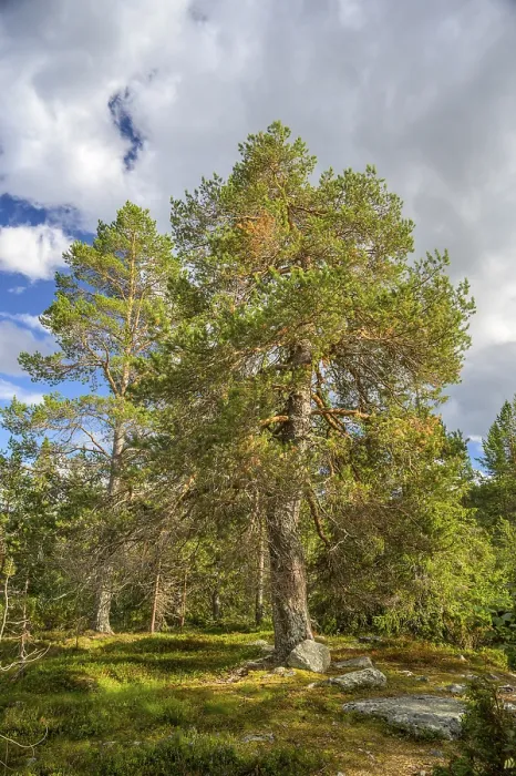 Framed Print : Large pine forest under blue sky with white clouds
