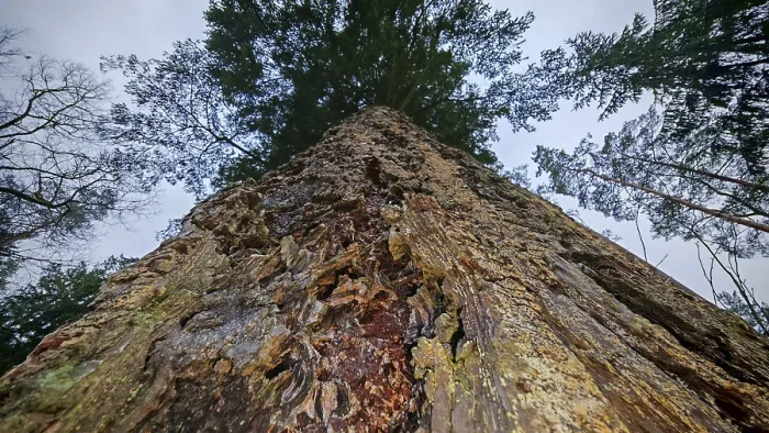Framed Print : Large pine tree (pinus) from a frog's perspective with a view into the treetop