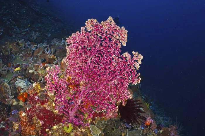 Framed Print : Large pink Godeffroy's soft coral (Siphonogorgia godeffroyi) in the deep blue sea Framed Print : Large pink Godeffroy's soft coral (Siphonogorgia godeffroyi) in the deep blue sea
