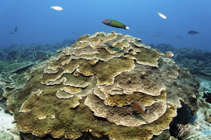 Framed Print : Large plate coral (Echinopora sp)