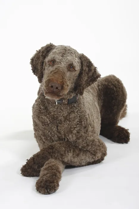 Framed Print : Large poodle, brown, shorn, king poodle, poodle