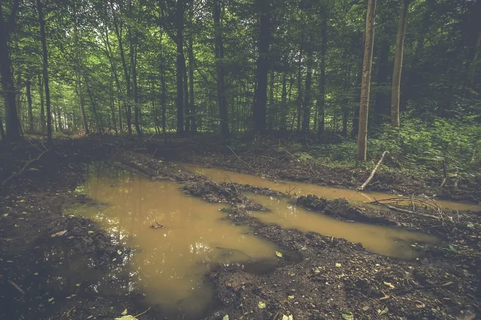Framed Print : Large puddle in the middle of a forest with green trees Framed Print : Large puddle in the middle of a forest with green trees