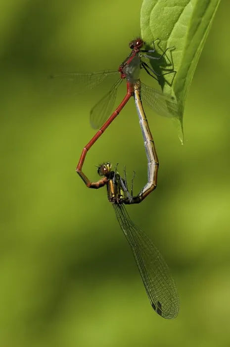 Framed Print : Large Red Damselfly (Pyrrhosoma nymphula) Framed Print : Large Red Damselfly (Pyrrhosoma nymphula)