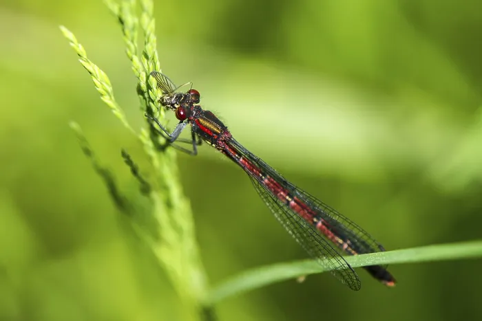 Framed Print : Large red damselfly (Pyrrhosoma nymphula)