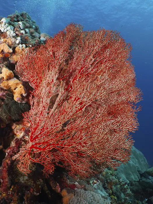 Framed Print : A large red knotted fan (Melithaea ochracea) spreads out in the clear blue water Framed Print : A large red knotted fan (Melithaea ochracea) spreads out in the clear blue water