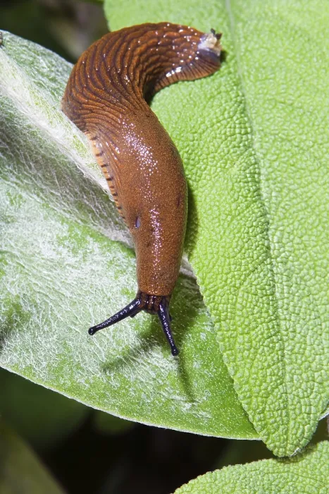 Framed Print : Large Red slug (Arion rufus), slug on green leaf Framed Print : Large Red slug (Arion rufus), slug on green leaf