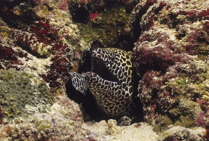 Framed Print : Large Reticulated Moray, Maldives Framed Print : Large Reticulated Moray, Maldives