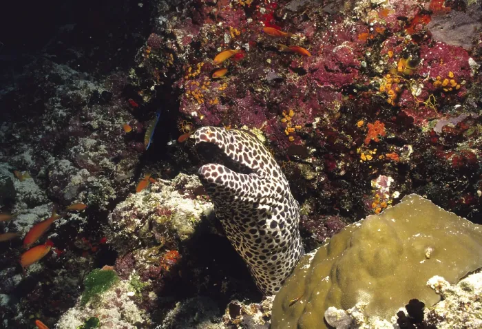 Framed Print : Large Reticulated Moray, Maldives Framed Print : Large Reticulated Moray, Maldives